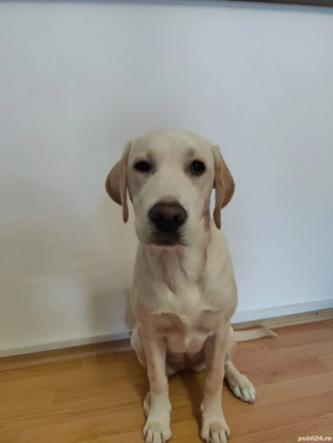 Labrador Retriever - femela