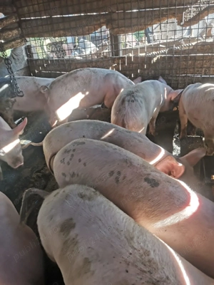 Purceii de vânzare  - imagine 2