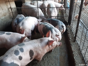 porci pietrain si pic ptr Crăciun - imagine 3