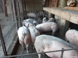 porci pietrain si pic ptr Crăciun - imagine 4