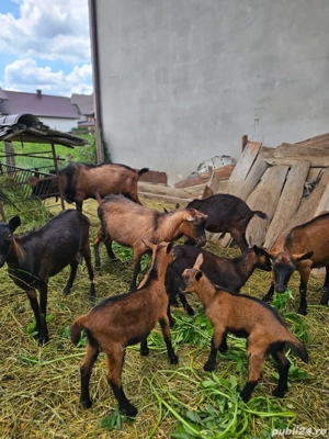 vand capre si tapi rasa franceza pura fara coarne - imagine 4 vand capre si tapi rasa franceza pura fara coarne - imagine 4