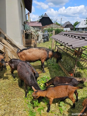 vand capre si tapi rasa franceza pura fara coarne - imagine 3 vand capre si tapi rasa franceza pura fara coarne - imagine 3