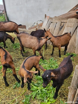 vand capre si tapi rasa franceza pura fara coarne - imagine 2 vand capre si tapi rasa franceza pura fara coarne - imagine 2