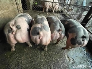 porci pietrain si pic ptr Crăciun - imagine 5