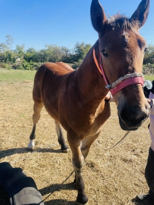 Vand Iapa semimurana gestanta si manz - imagine 5