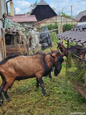 vand capre si tapi rasa franceza pura fara coarne - imagine 5 vand capre si tapi rasa franceza pura fara coarne - imagine 5