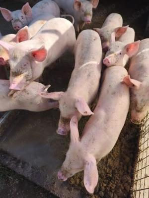 Purcei de vanzare, cei interesati contact in descriere!