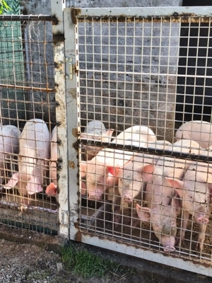 Purcei de vanzare, cei interesati contact in descriere! - imagine 2