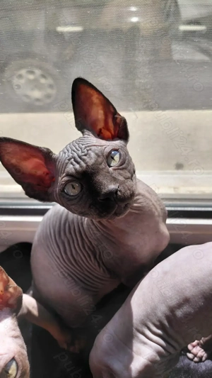 Pisicut sfinx - imagine 2