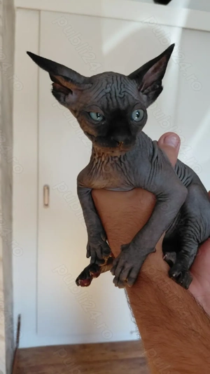 Pisicut sfinx - imagine 5