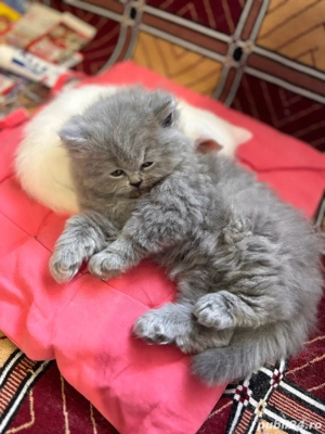 baietel british longhair si fetita shorthair - imagine 2
