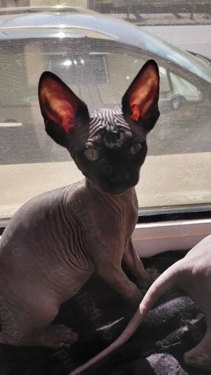 Pisicut sfinx - imagine 4