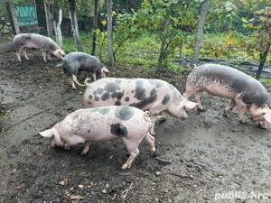 Vând porci - imagine 2