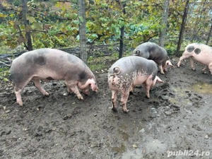 Vând porci - imagine 3