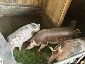 Vând porci - imagine 4