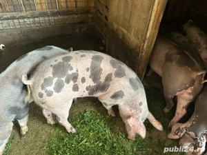 Vând porci - imagine 5