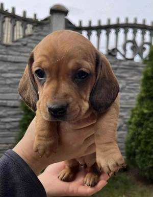 Pui de teckel caută stăpâni.