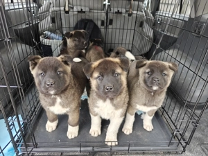 Akita American  - imagine 4