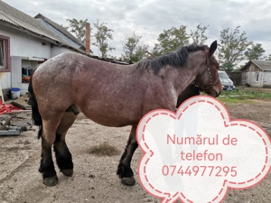 Animale domestice caii