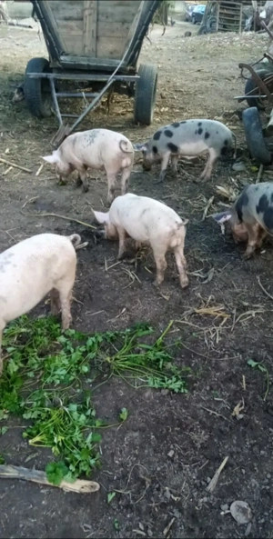 Vand porci - imagine 3