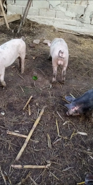 Vand porci - imagine 2