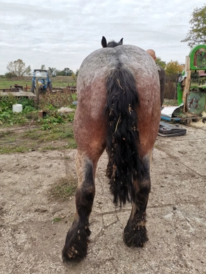 Animale domestice caii - imagine 4 Animale domestice caii - imagine 4