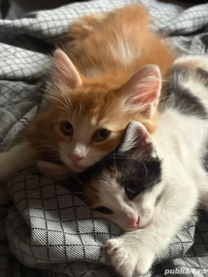 Donez 2 pisicute - imagine 3