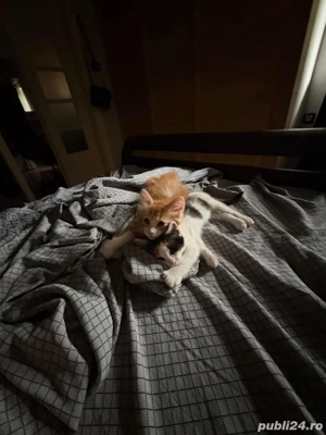 Donez 2 pisicute - imagine 2