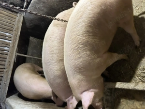 Vând porci grași 