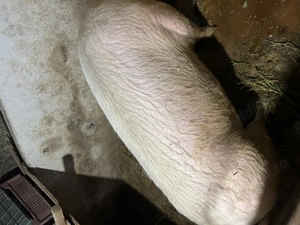Vând porci grași  - imagine 4 Vând porci grași  - imagine 4