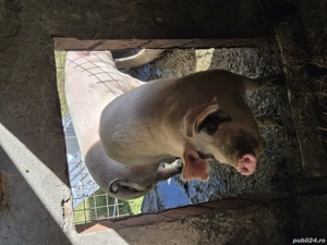 porci de vanzare - imagine 4