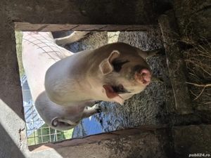 porci de vanzare - imagine 3