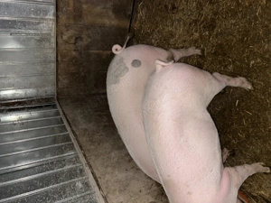 Vând porci grași  - imagine 2 Vând porci grași  - imagine 2