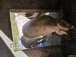 porci de vanzare - imagine 2