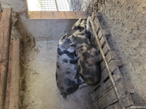 porci de vanzare - imagine 5