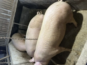 Vând porci grași  - imagine 3 Vând porci grași  - imagine 3