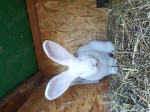 Iepuri de Rasa!!! - imagine 5