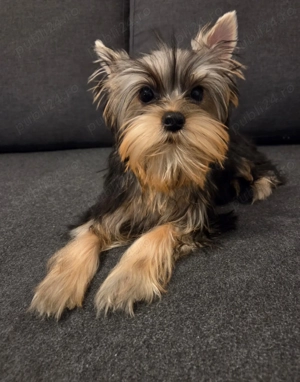 Imi caut casuta si stapani  responsabili