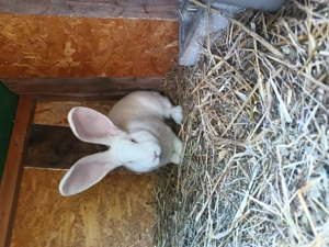 Iepuri de Rasa!!! - imagine 4