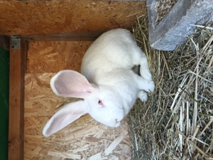 Iepuri de Rasa!!! - imagine 2