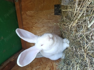 Iepuri de Rasa!!! - imagine 3