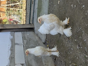 Vând gaini brahma - imagine 2 Vând gaini brahma - imagine 2