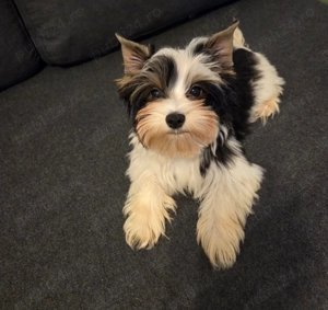 Caut casuta calduroasa si inimi sa le cuceresc instant !