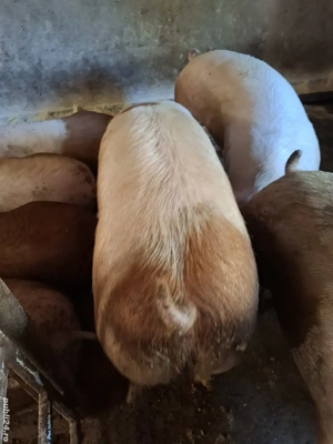 Porci pt. Crăciun 150kg-250kg 14 RON