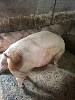 Porci pt. Crăciun 150kg-250kg 14 RON - imagine 2 Porci pt. Crăciun 150kg-250kg 14 RON - imagine 2