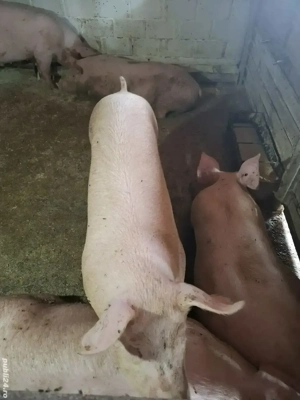 Porci pt. Crăciun 150kg-250kg 14 RON - imagine 3 Porci pt. Crăciun 150kg-250kg 14 RON - imagine 3