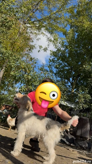  foxterrier schimb sau se vand !!! - imagine 2