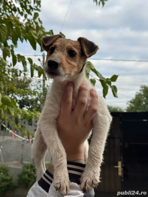 femela fox terrier!!! - imagine 2