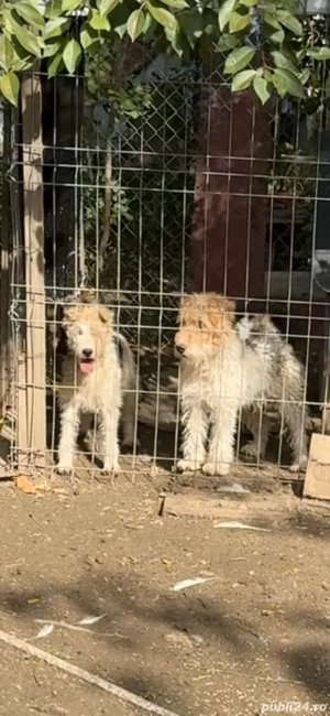  foxterrier schimb sau se vand !!! - imagine 5