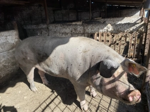 Porci mari de craciun - imagine 2